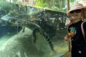 A child observing a crocodile through a glass enclosure at the zoo. The crocodile is partially submerged in water with small fish swimming around it, and lush greenery is visible in the background.