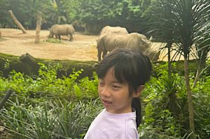 A child standing near a lush green enclosure at the zoo, observing two rhinoceroses grazing on sandy ground in the background.
